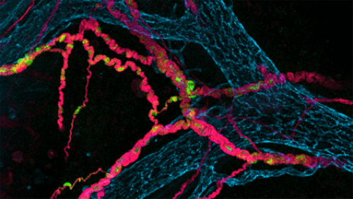 Cellule dell'intestino.