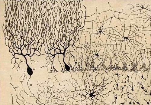 Rappresentazione di neuroni di Purkinje.
