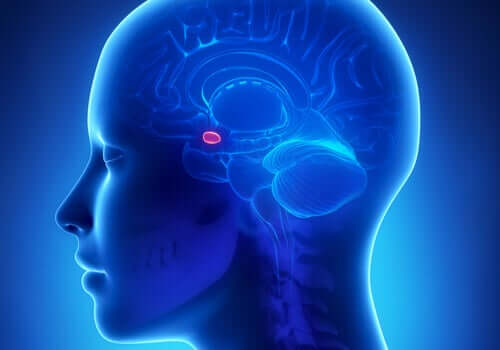 Amigdala nel cervello umano.