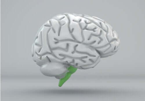 Bulbo rachidiano: struttura e funzioni