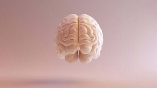 Visione frontale del cervello.