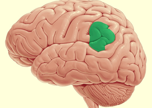 Circonvoluzione sopramarginale.