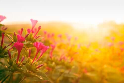 Storia sulla superbia: i due topini