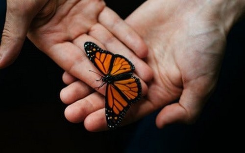 Principi di reciprocità e farfalla tra le mani.