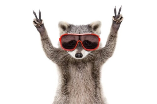 Procione con occhiali.