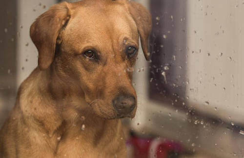 Cane con sguardo triste che guarda dalla finestra.