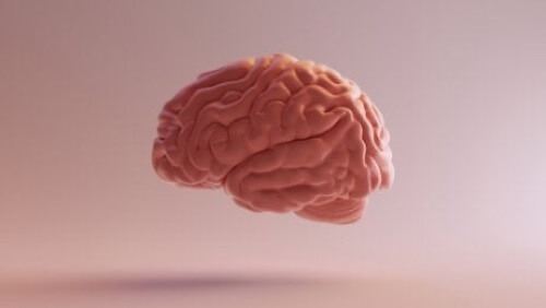 Illustrazione del cervello.