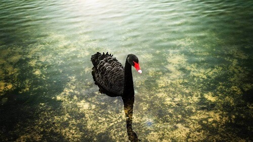 Cigno nero in acqua.