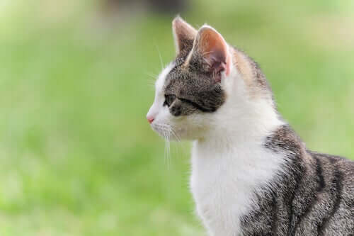 Foto di un gatto di profilo.