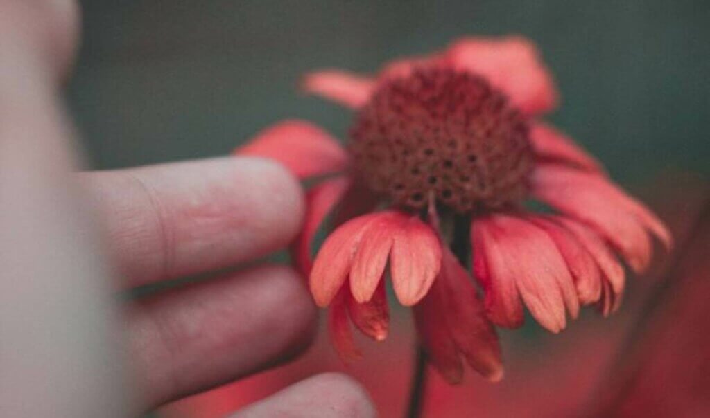 Mano che tocca un fiore.