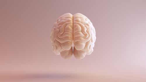 Visione frontale del cervello umano.