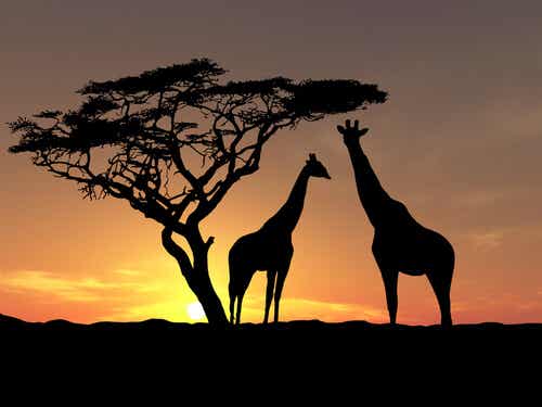 Giraffe al tramonto.