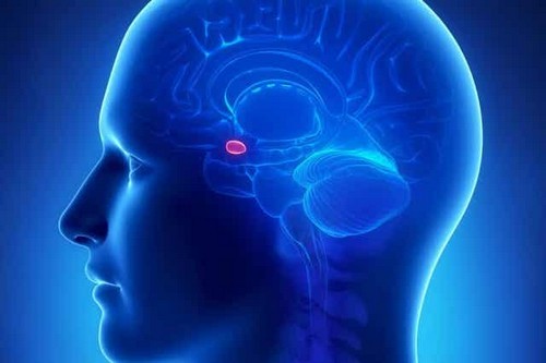 Amigdala e cervello umano.