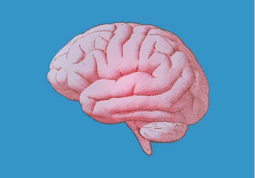 Cervello umano.