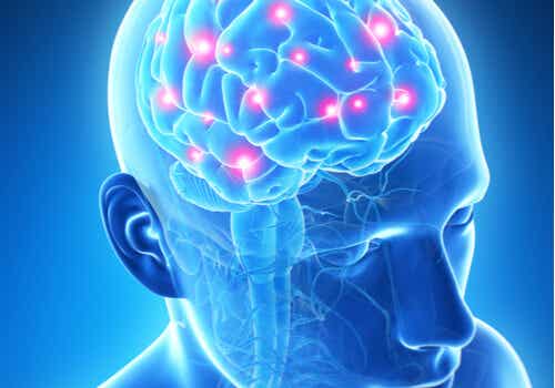 Illustrazione del cervello.