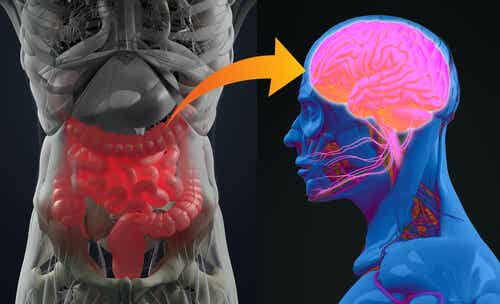 Microbiota Intestinale E Salute Cerebrale - La Mente è Meravigliosa