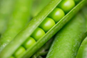 Leggi di Mendel: insegnamenti ed esempi