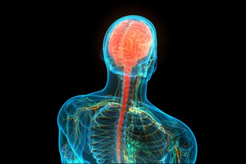 Sistema nervoso centrale.