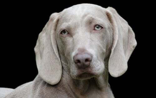 Gli animali hanno una personalità