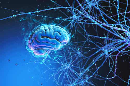 Cervello e reti neurali.