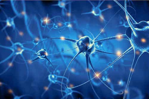 Attività dei neuroni.