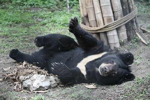 Orso disteso nel bosco.