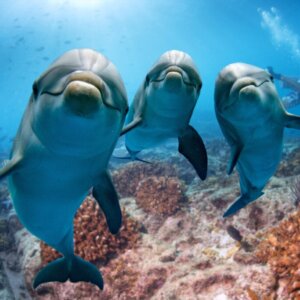 L'intelligenza dei delfini secondo la scienza