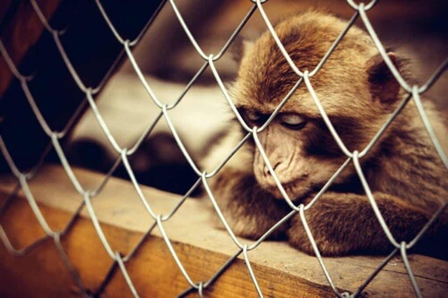 Scimmia depressa in gabbia.