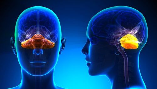Il cervelletto: anatomia e funzioni