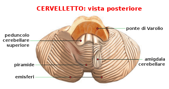 Anatomia del cervelletto.