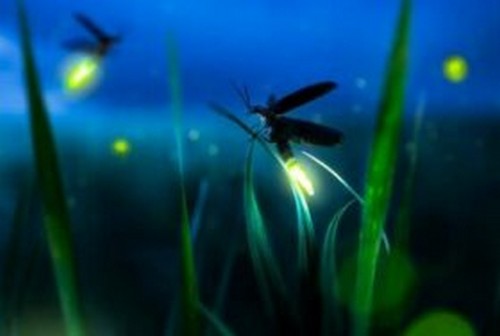 La metafora della lucciola: essere luce nel buio