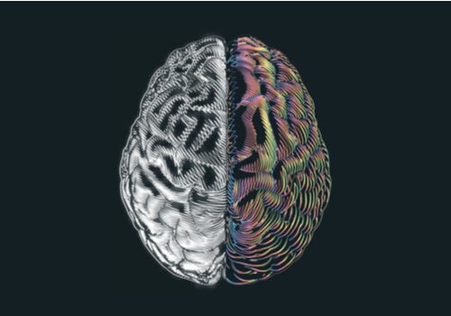 Vivere con mezzo cervello: risultati sorprendenti