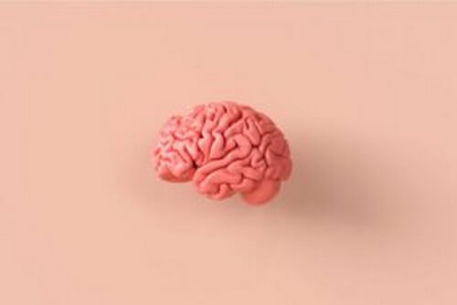 Il modello dei quattro cervelli