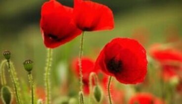 Sindrome del papavero alto al lavoro