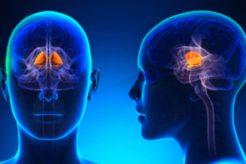 I gangli della base e le abitudini