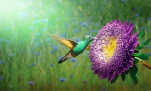 La leggenda Maya del colibrì, il messaggero degli dei