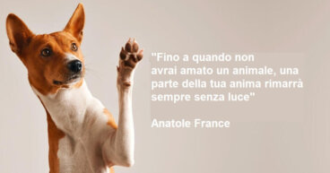 Amore per gli animali