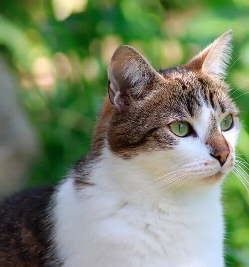 Gatto e amore per gli animali.