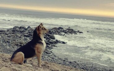 La storia di Vaguito, l'Hachiko peruviano