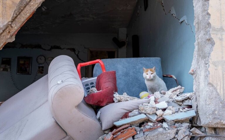 La storia di Enkaz, la gatta salvata dal terremoto in Turchia