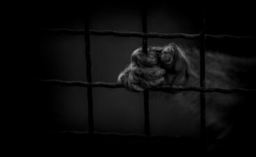 Come lavorare tra urla di agonia